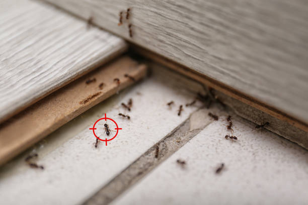 Best Commercial Pest Control Services  in Clovis, CA